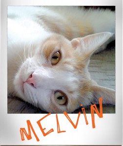 Melvin, the baby, orange and white cat. Very funny.
