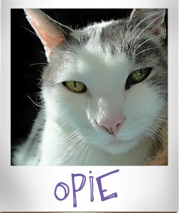 Opie, the black and white feline star of Catberry Tails.