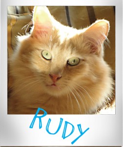 Rudy, a beautiful long haired orange cat. Very loving. Age 5.