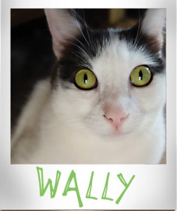Sweet Wally, black and white 4 year old male cat.