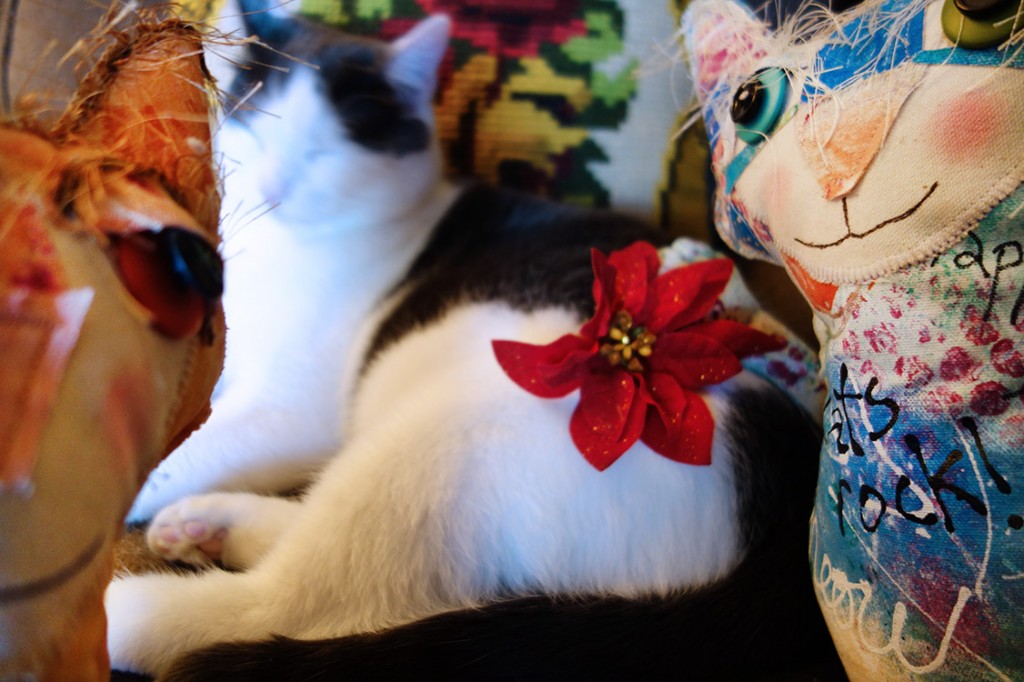 Wally the cat with a christmas flower on him as he sleeps.