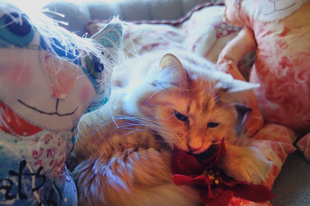 Cat dolls take a selfie in front of Wally the cat who has a fake poinsettia on his body.