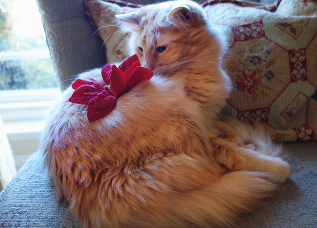 Rudy the cat with a fake Poinsettia flower on his back.