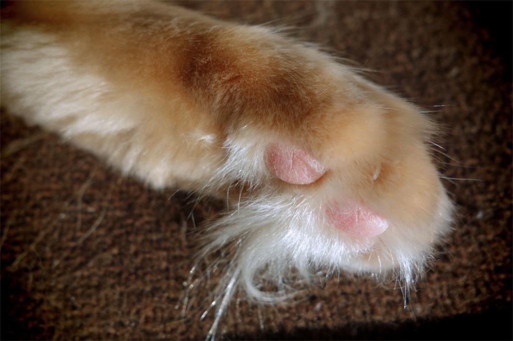 Closeup of Rudy's paw with long silky tufts of furr.