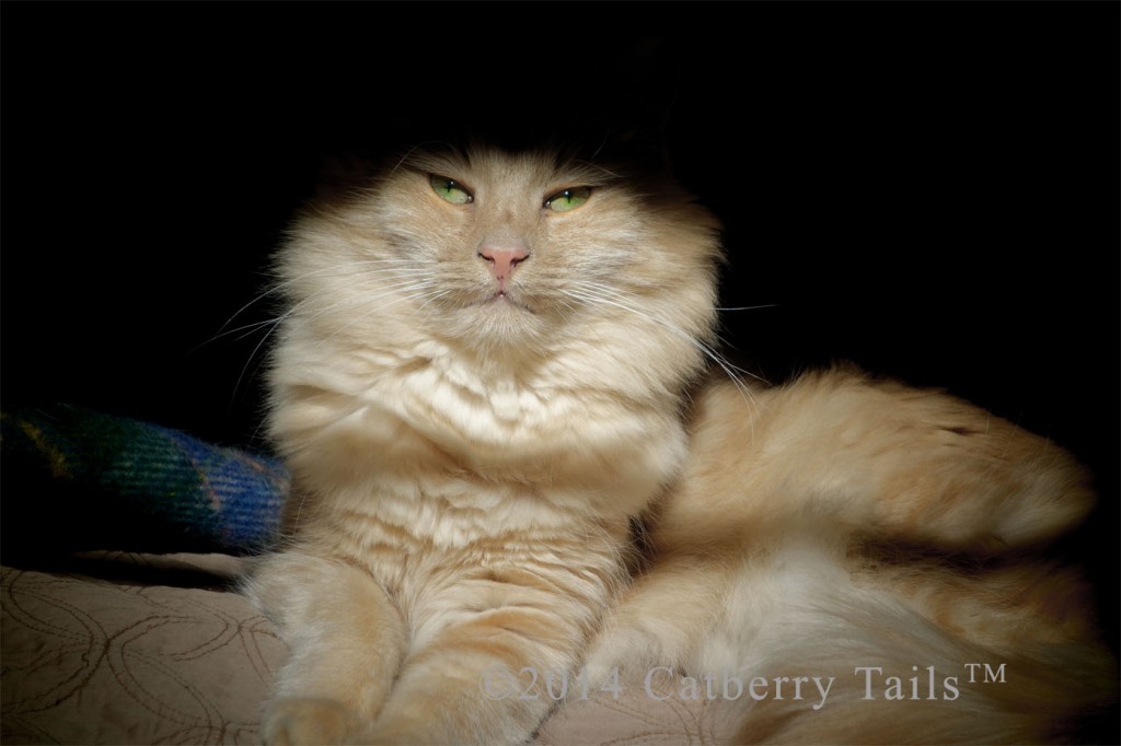 Beautiful photo of a long haired, ginger color cat with incredible green eyes.