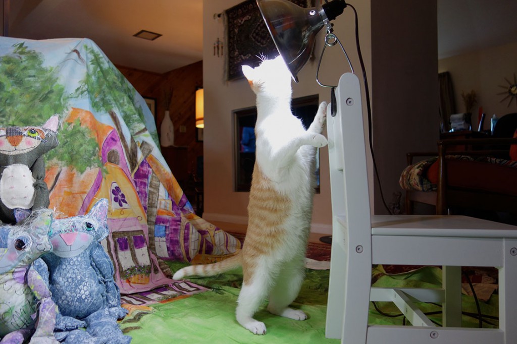 Melvin, a real life cat, raises up on his hind legs to inspect one of the lights mounted for the photo shoot.