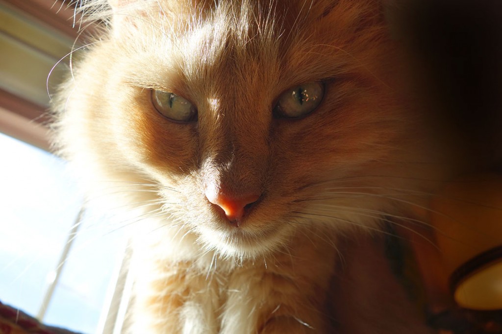 Long haired, beautiful ginger colored cat named Rudy sitting in a patch of sunshine watching the proceedings.