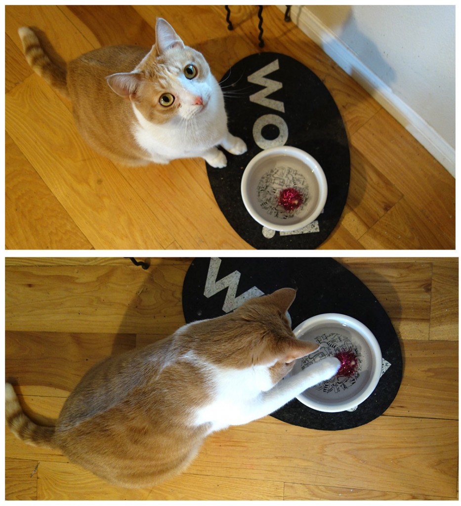 Melvin, an adorable real life cat stares up at the camera as his favorite toy floats in the cats water bowl.