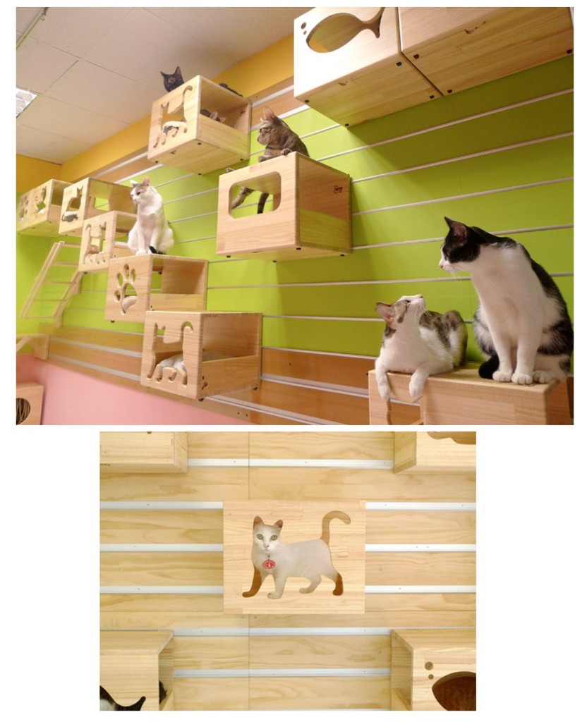 Amazing wall mounted playground for cats. Very modern and cool looking. Catswall Designs.