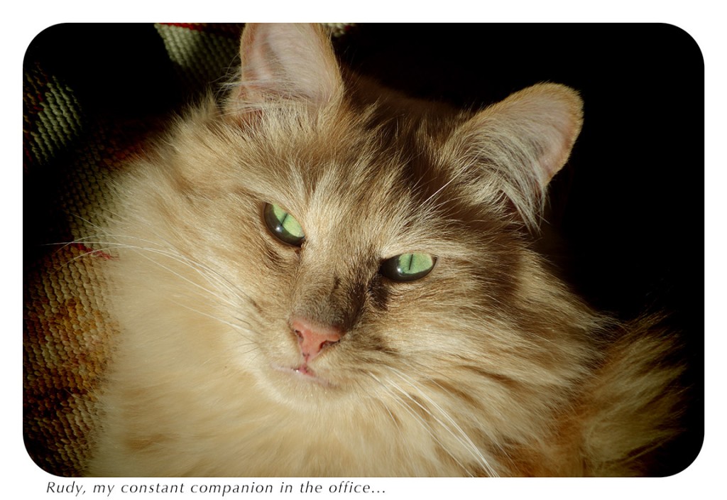 Long haired beautiful ginger cat, Rudy, one of the real life cats of Catberry Tails.