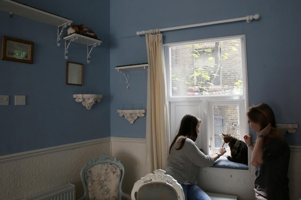 Beautiful photo of young woman petting a cat in a very lovely corner of the cat emporium.