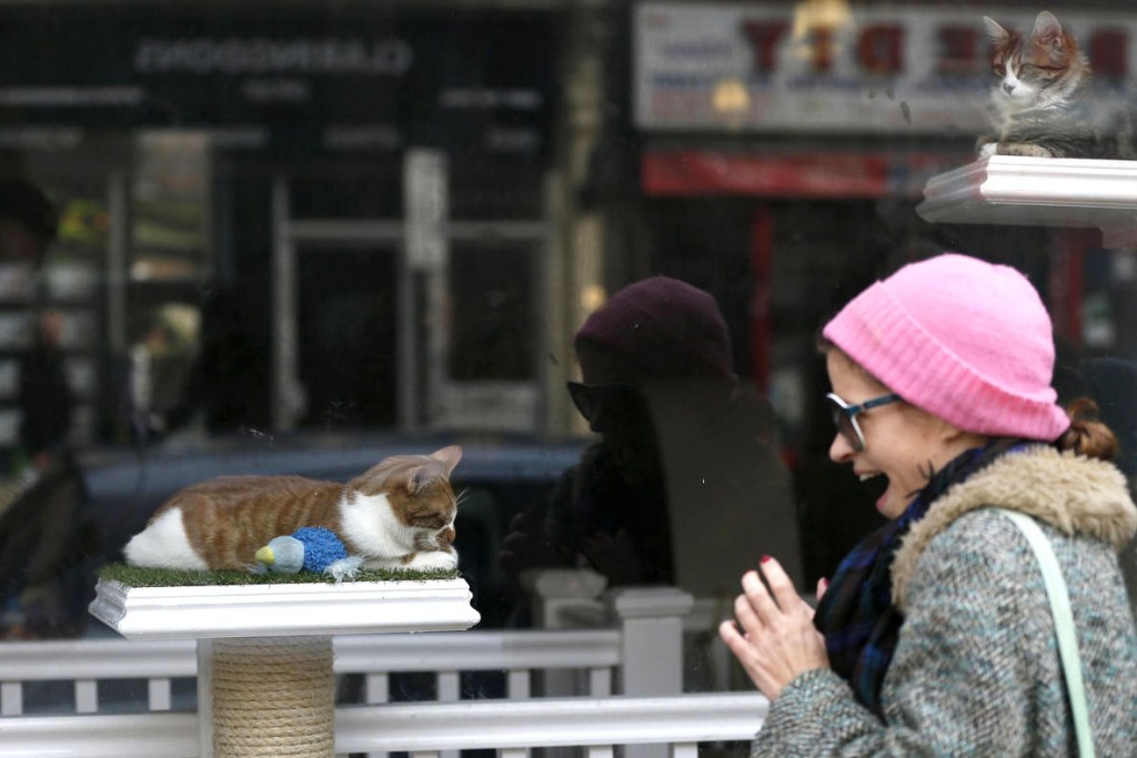 Smiling woman looking through the window at one of the cats of Lady Dinah's Cat Emporium.