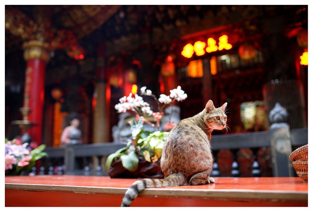 Beautiful tabby sitting at a religious altar.