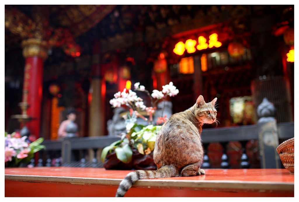 Beautiful tabby sitting at a religious altar.