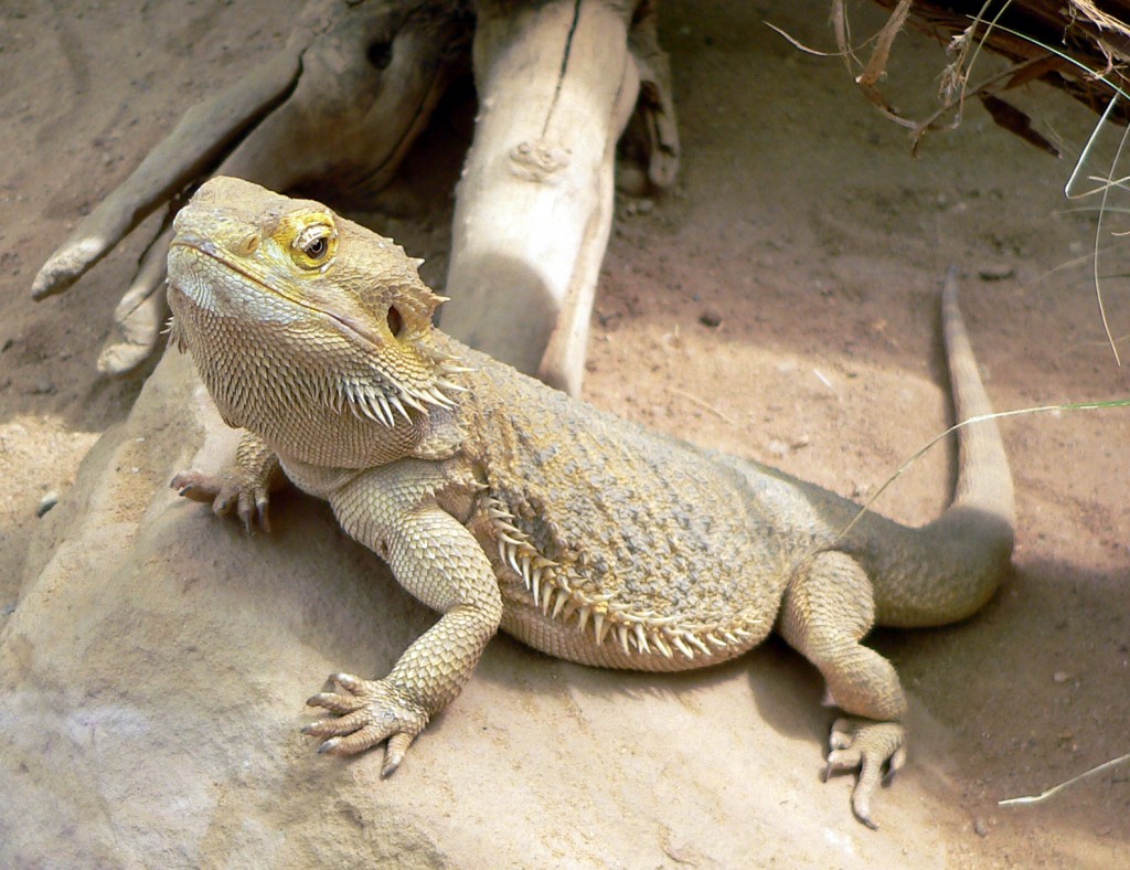 A big lizard crawling up a rock.