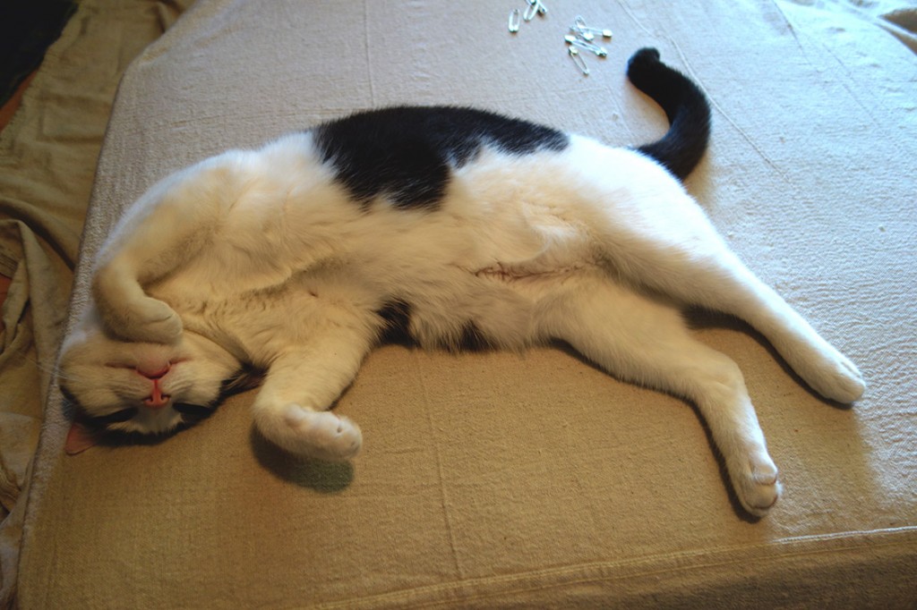 Real life cat, Wally, laying belly-up on the drop cloth impeding progress for sure.