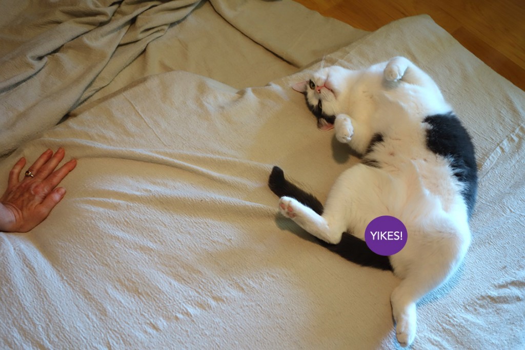 Wally sprawled across a cushion in progress. His gentiles are covered with a purple circle with the word YIKES! inscribed inside.