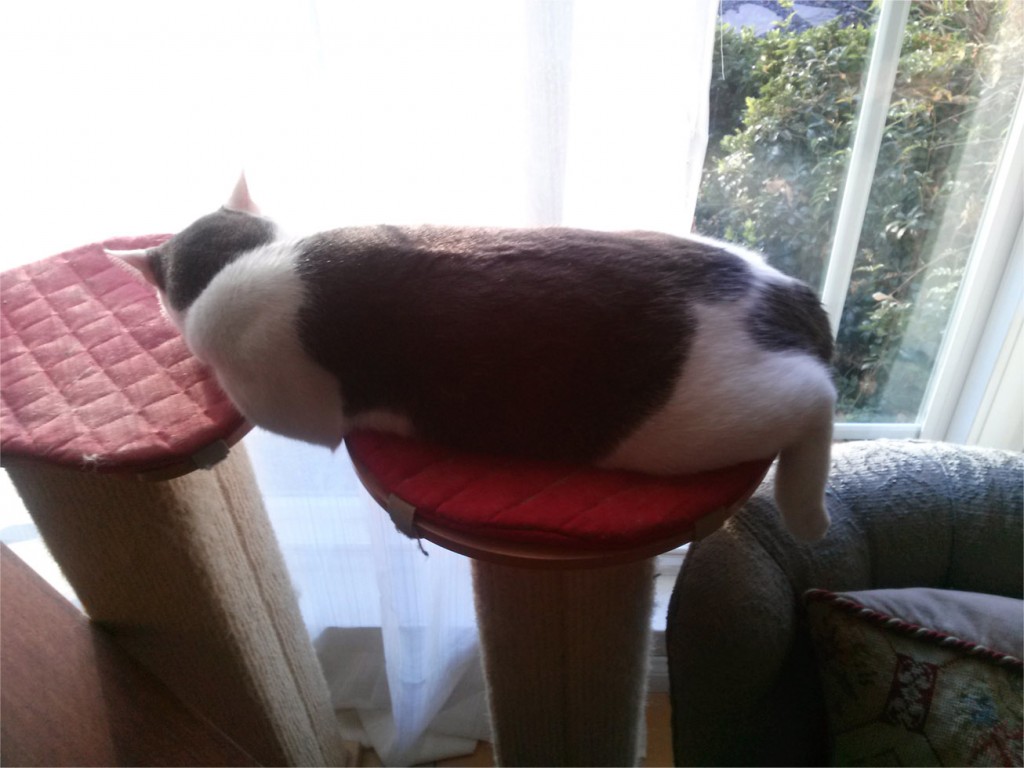 Wally, the real life cat, is sprawled across two cat trees and is zonked out.