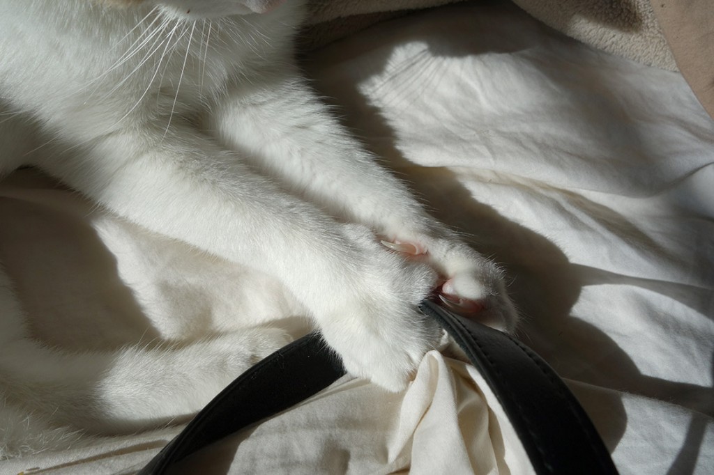 A man's black leather belt was laying on the bed but is now in the very long clawed clutches of cat paws.