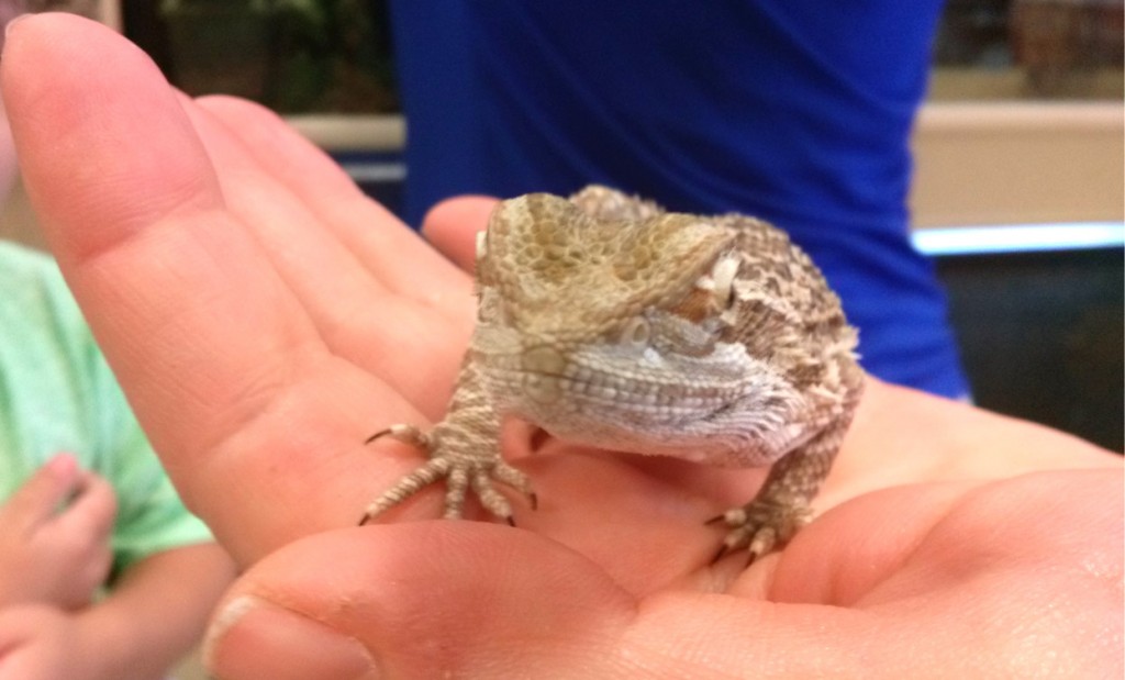 Photo of a Bearded Dragon lizard in Kreatrix's hand.