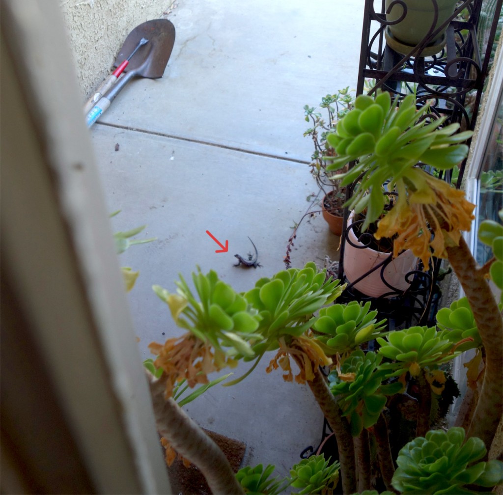 Photo of a plump, real lizard staring at the front door of the house.