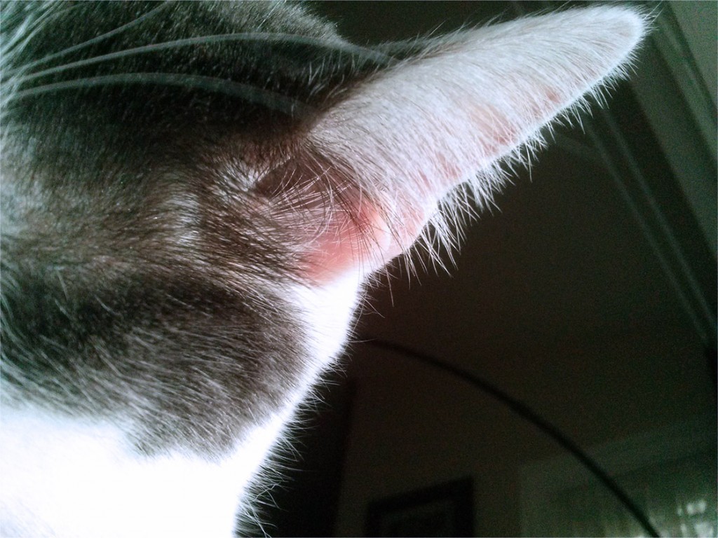 Closeup photograph of Wally's ear.