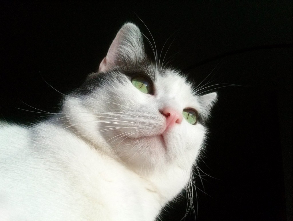 Beautiful black and white cat, Wally, looking regal sitting in the sun.