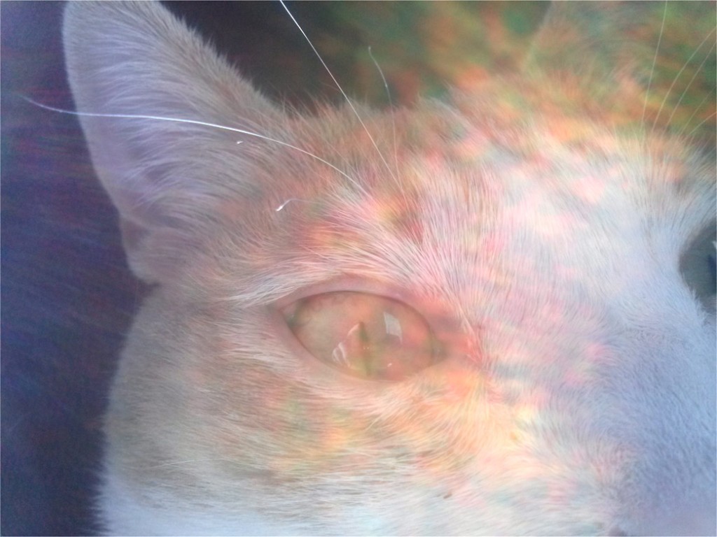 Extreme closeup of Melvin's right eye and ear surrounded by light rays.