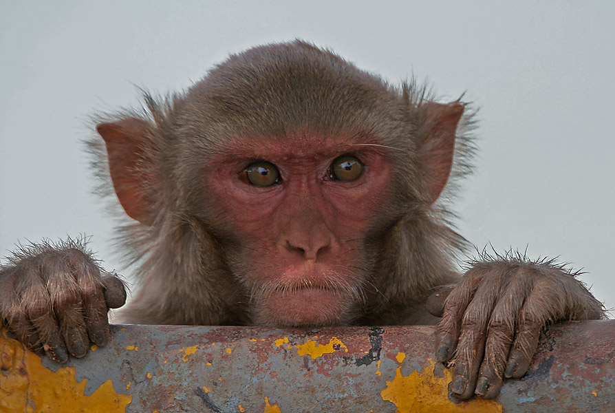 A rhesus monkey peeing over a wooden railing.