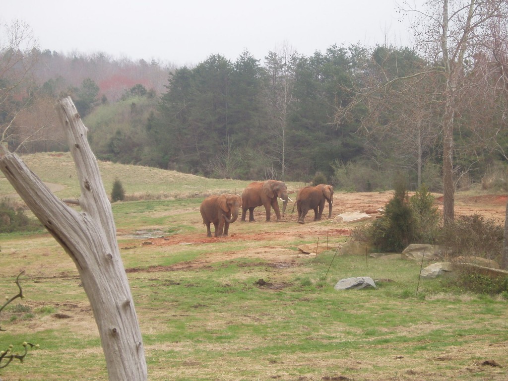 Elephants roaming in the African Plains Exhibit.
