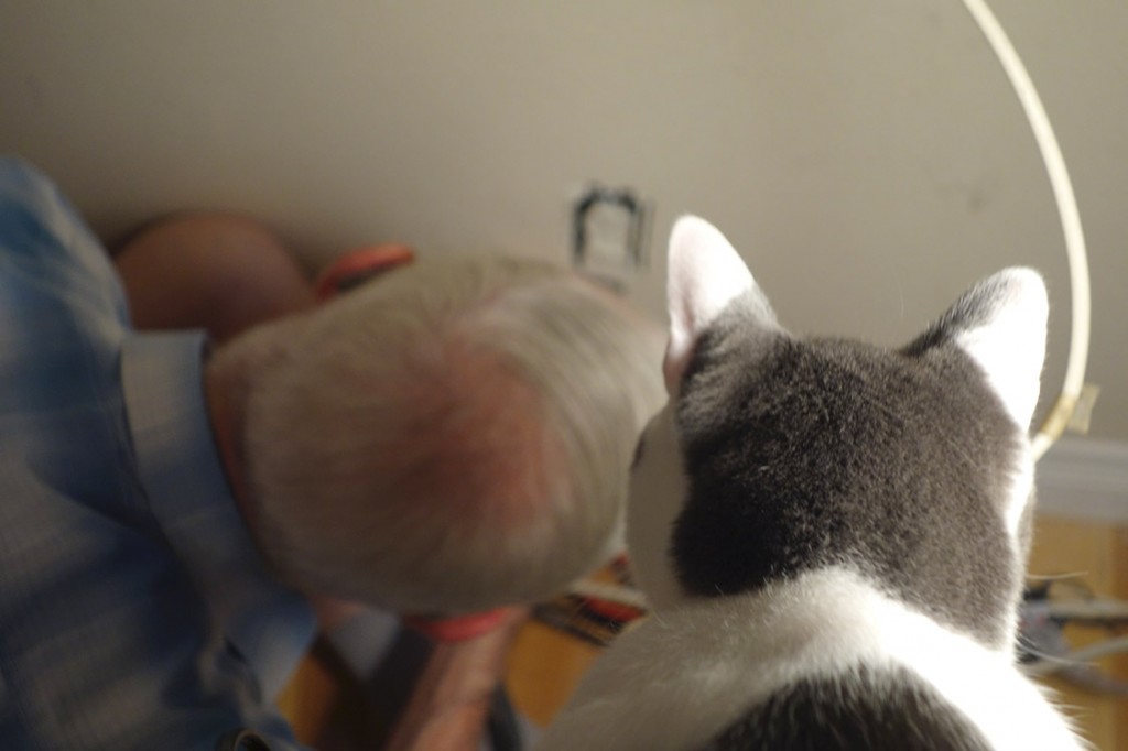 Real life cat Wally sits on the table behind the King, watching as the socket gets changed.