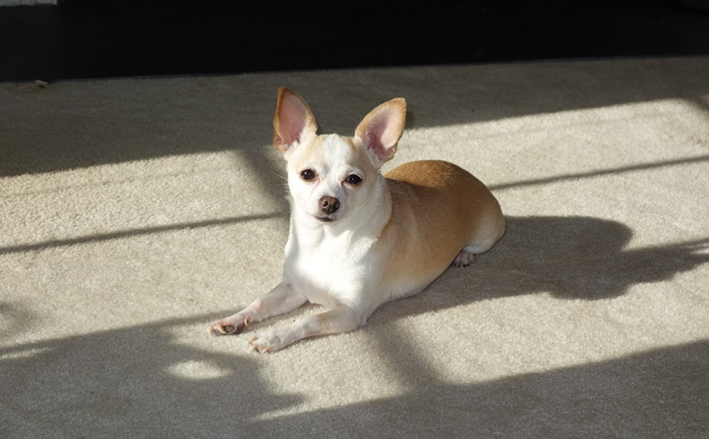 A little Chihuahua with giant ears sits in a patch of sunshine.
