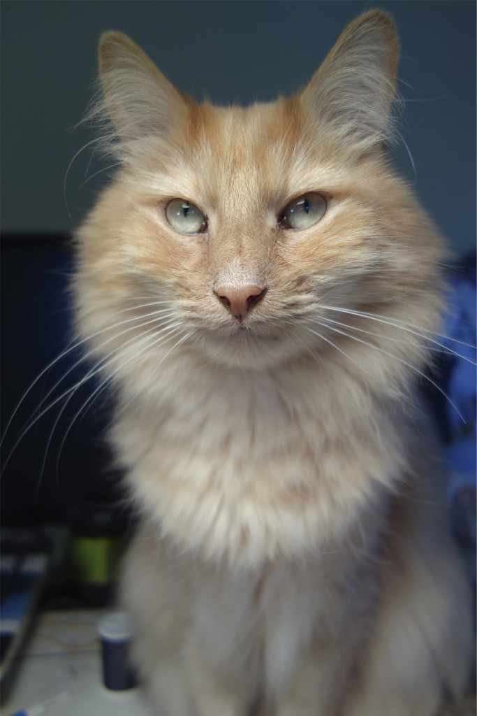 A beautiful long-haired orange cat with a very determined expression.
