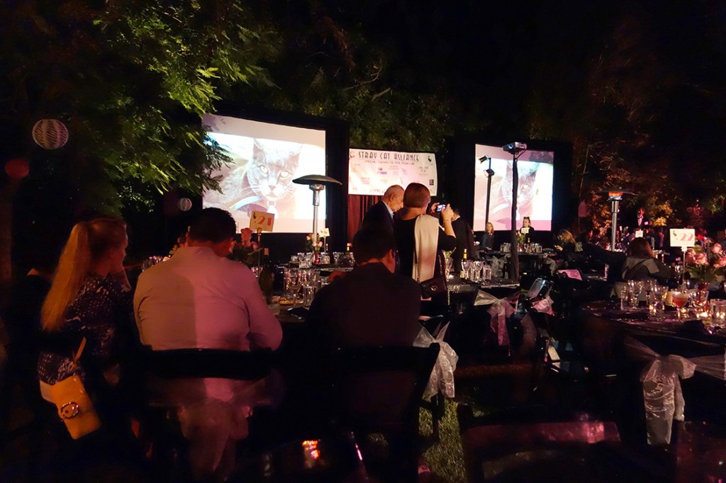 More people at tables with two huge video screen behind a large state. Photos of rescued cats are on the screen.