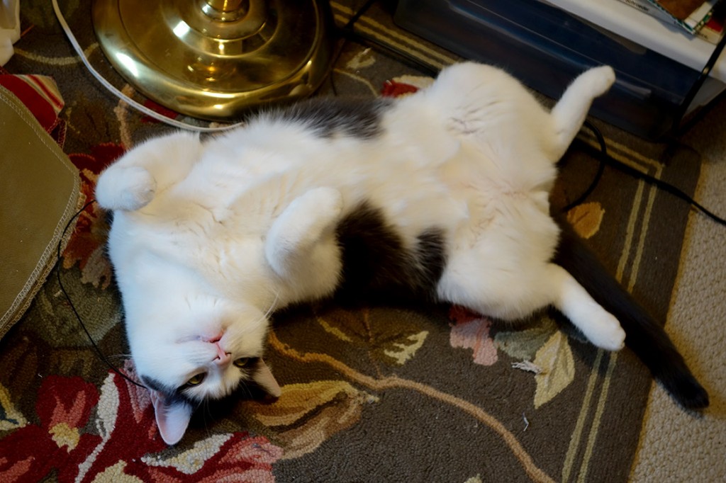 Wally, the real life cat, is flopped on his back, belly up, in an adorable pose.