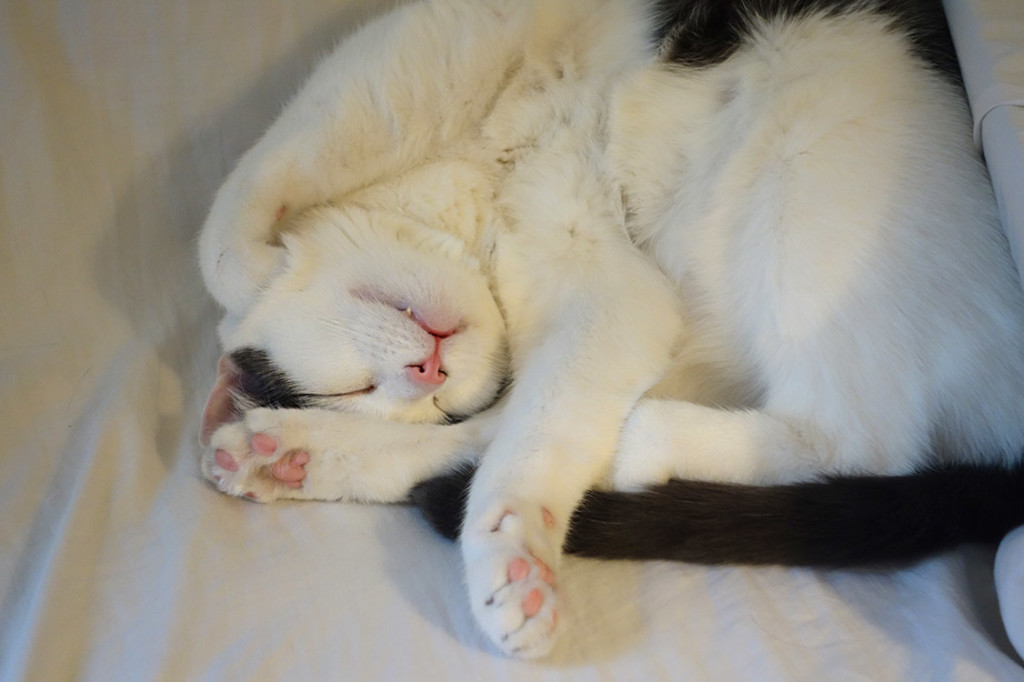 An adorable black and white cat is sound asleep, twisted into an unbelievable position.
