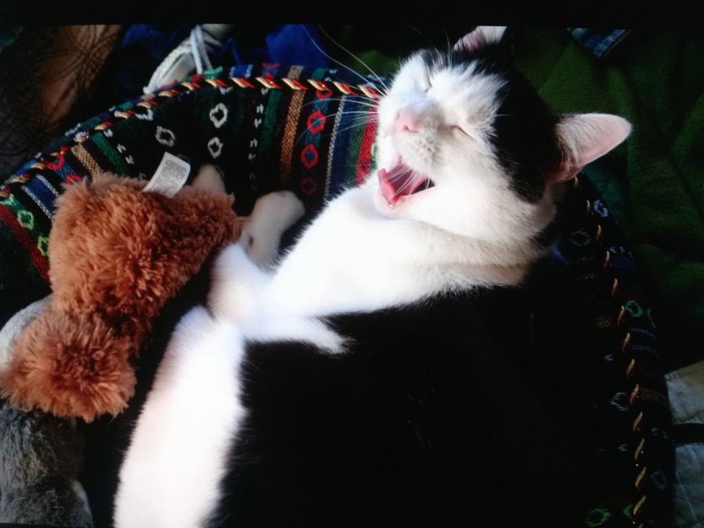 Wally the real life cat is yawning big time.
