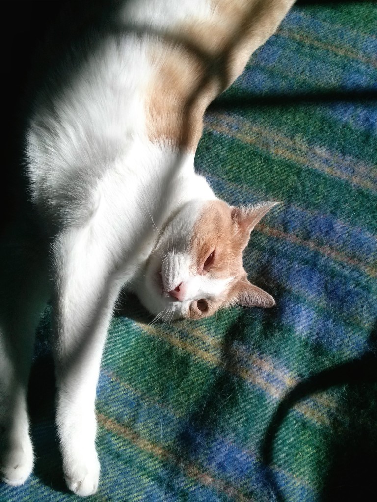 Real life cat Melvin, an orange and white cutie, stretches out on a beautiful blue plaid blanket.
