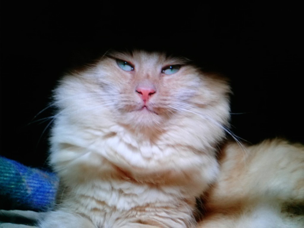 A striking photo of long haired Rudy, the real life cat. Very beautiful.