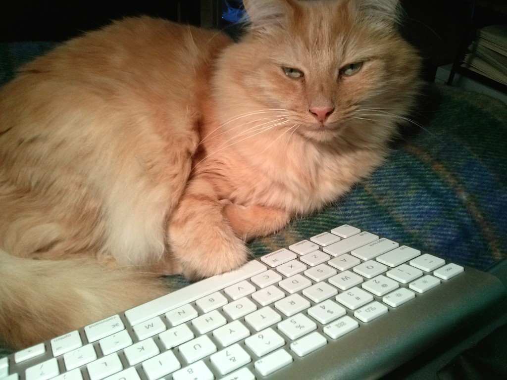 Rudy, a beautiful long haired orange cat, stares at the computer keyboard with complete disdain.
