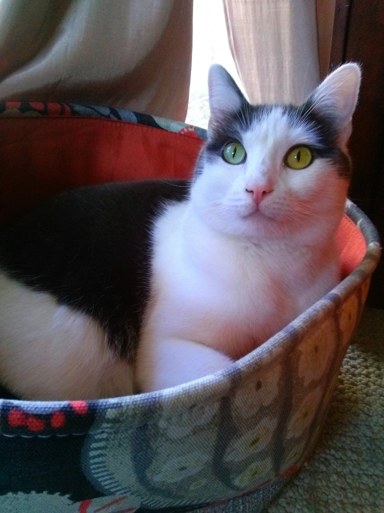 Black and white real life cat Wally sits in a colorful orange basket. His eyes are very green.