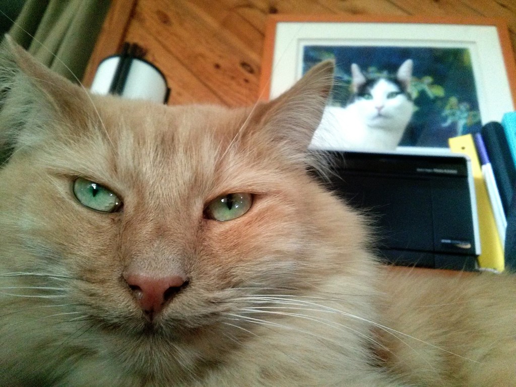 Long haired orange cat, Rudy, is photobombed my Wally in the background.