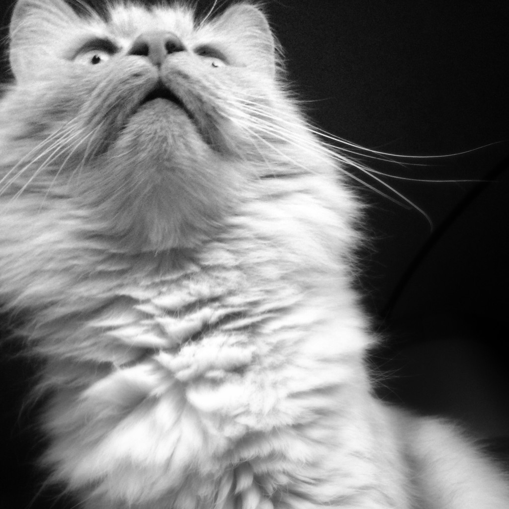 A moody grainy black and white photo of Rudy the long haired cat.