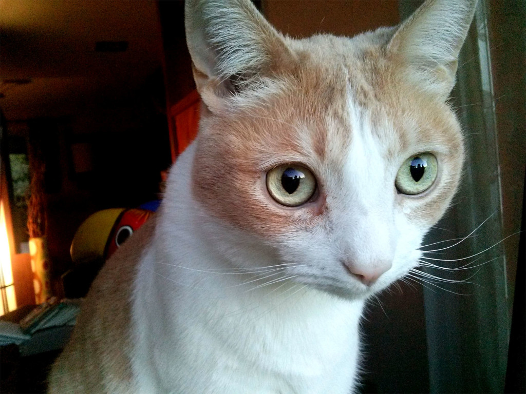 Orange and White tabby, Mel, with huge eyes staring out the window.