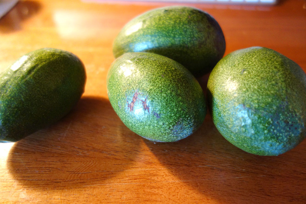 Five avocados are laying on the desk.