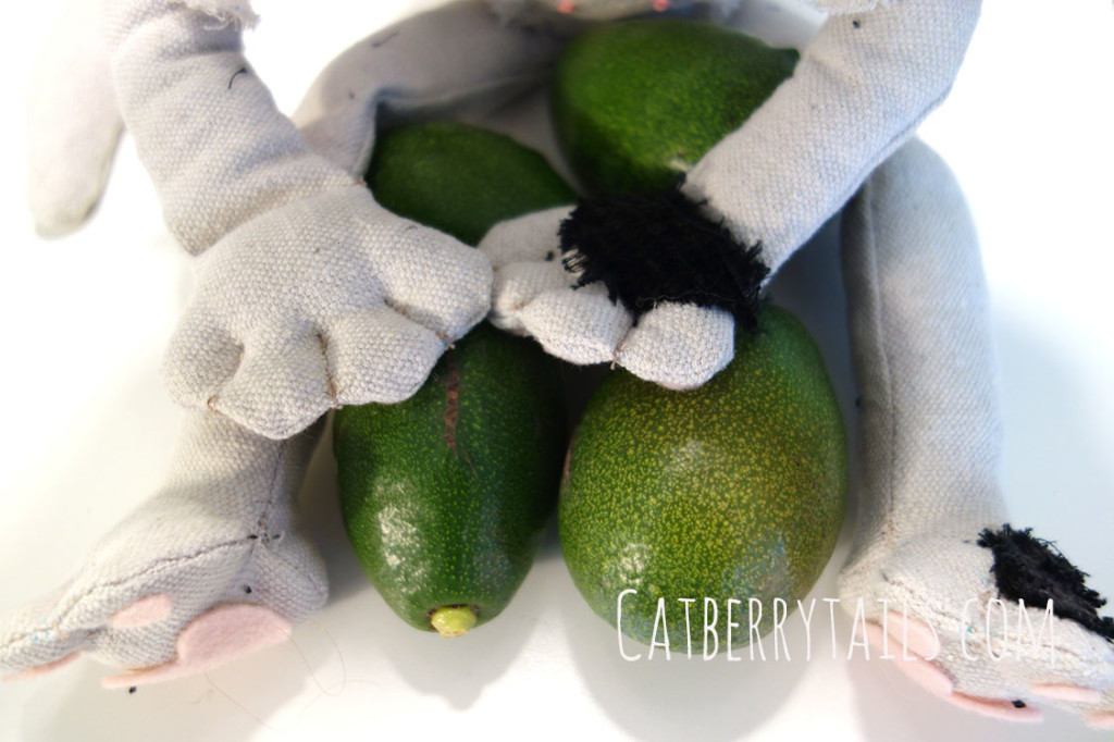 Bandit gathers the avocados on his lap.