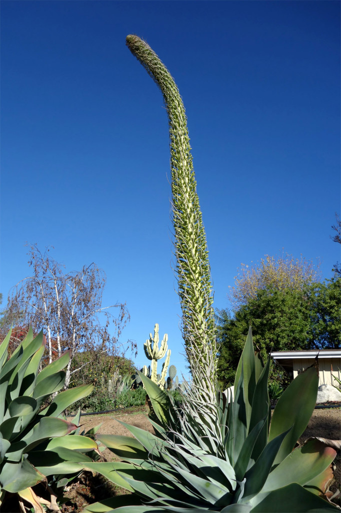 A 10 foot tall, magnificent thick trunk has emerged from the center of a very large succulent.