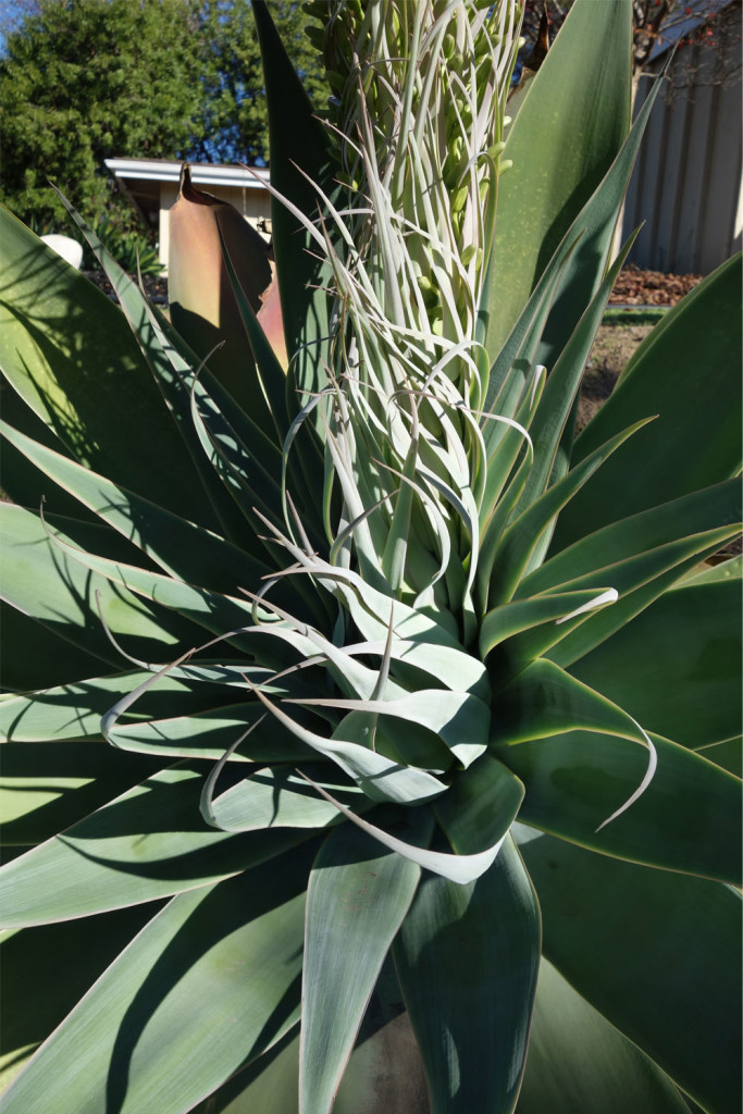 A closeup of the trunk of the unusual foliage in the middle of the large succulent.