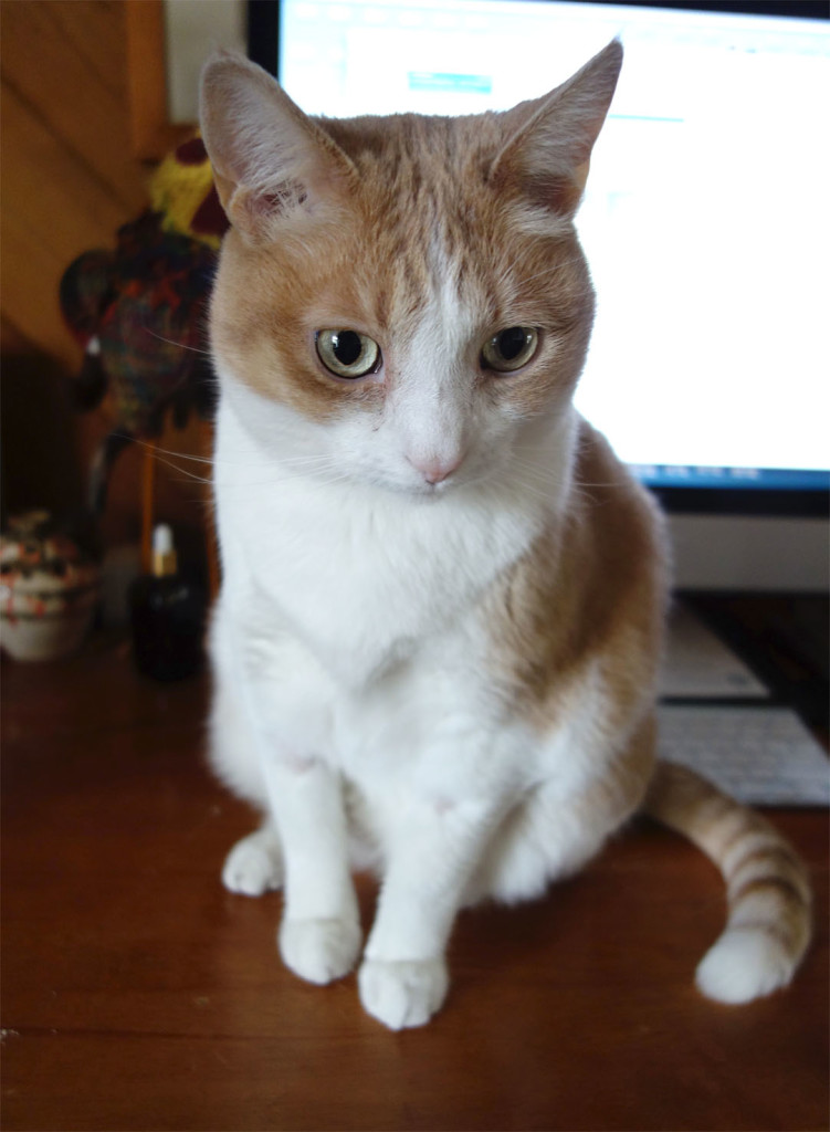 Melvin's ears are pinned back and his pupils huge. He is sitting on top of a desk looking down at the carrier.