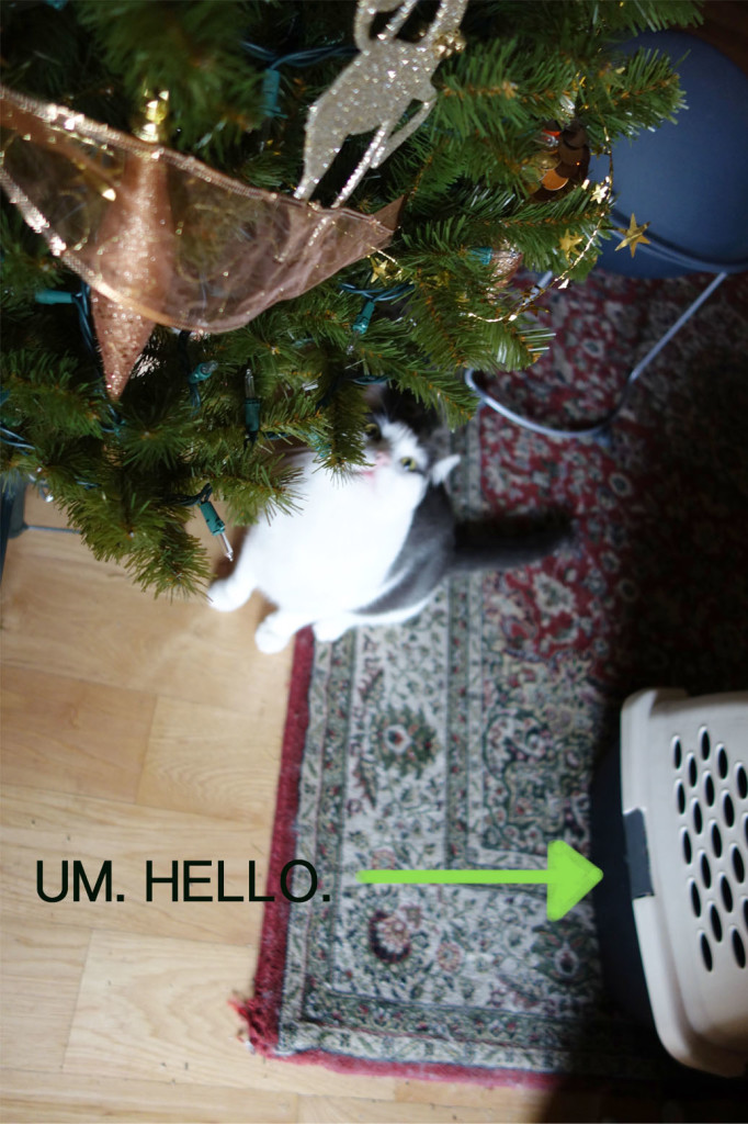 Wally is eyeing the christmas tree with a devilish look on his face.